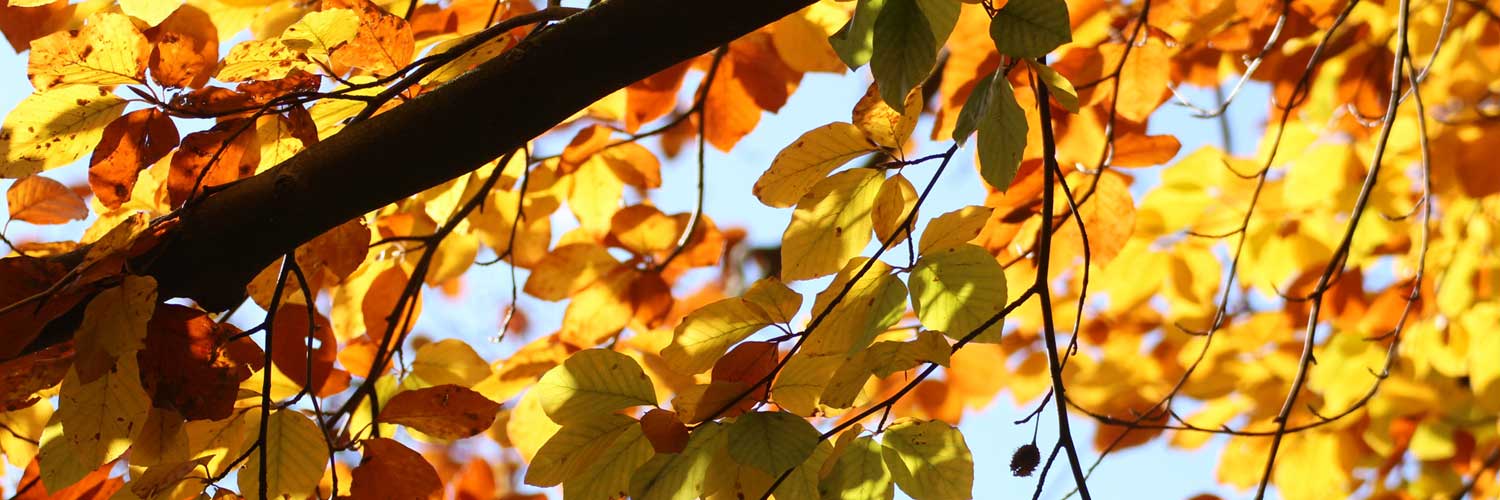 Herbststimmung in Hamburg