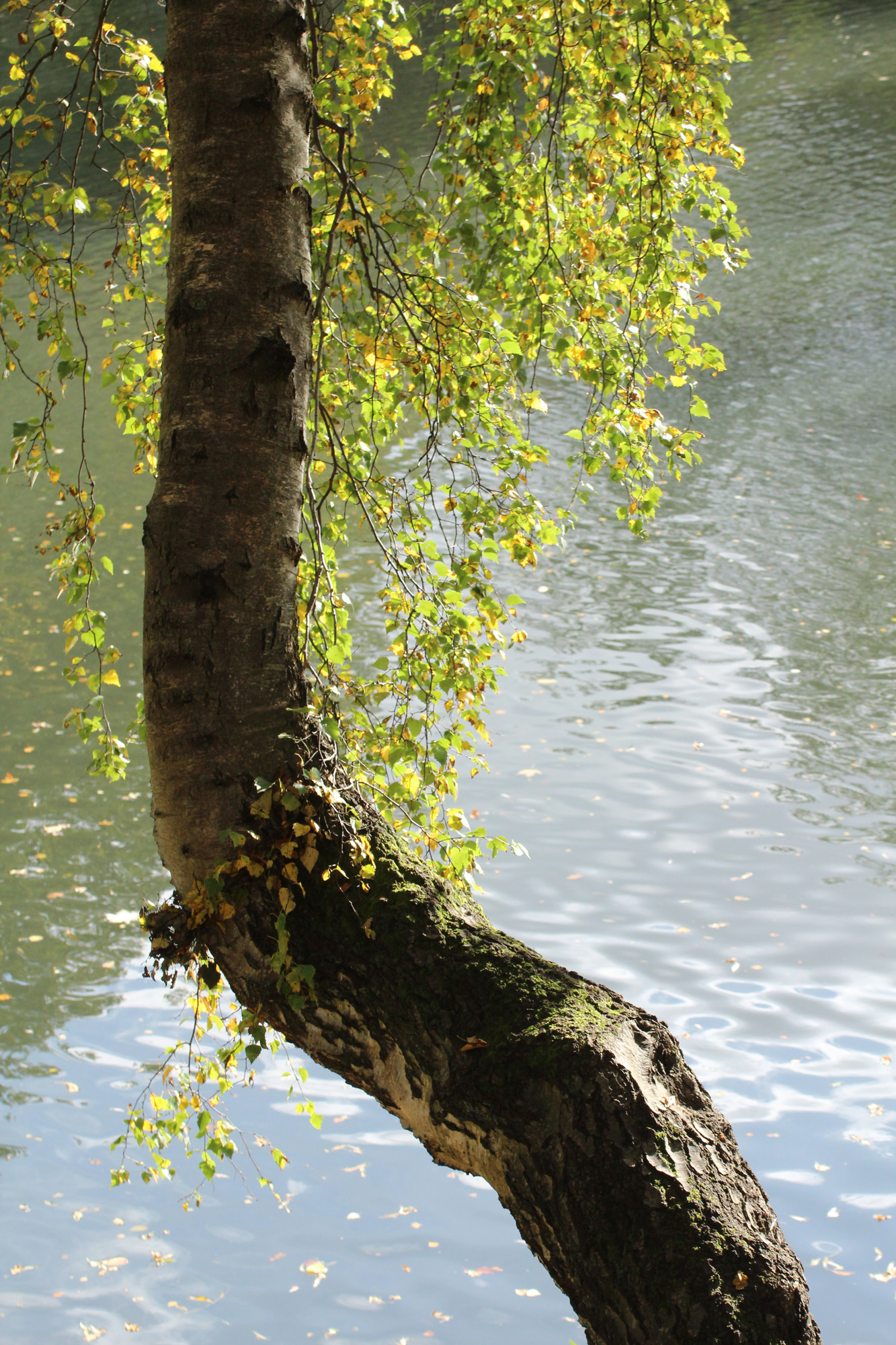 Herbststimmung in Hamburg