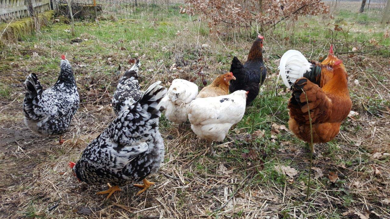 Frohe Ostern