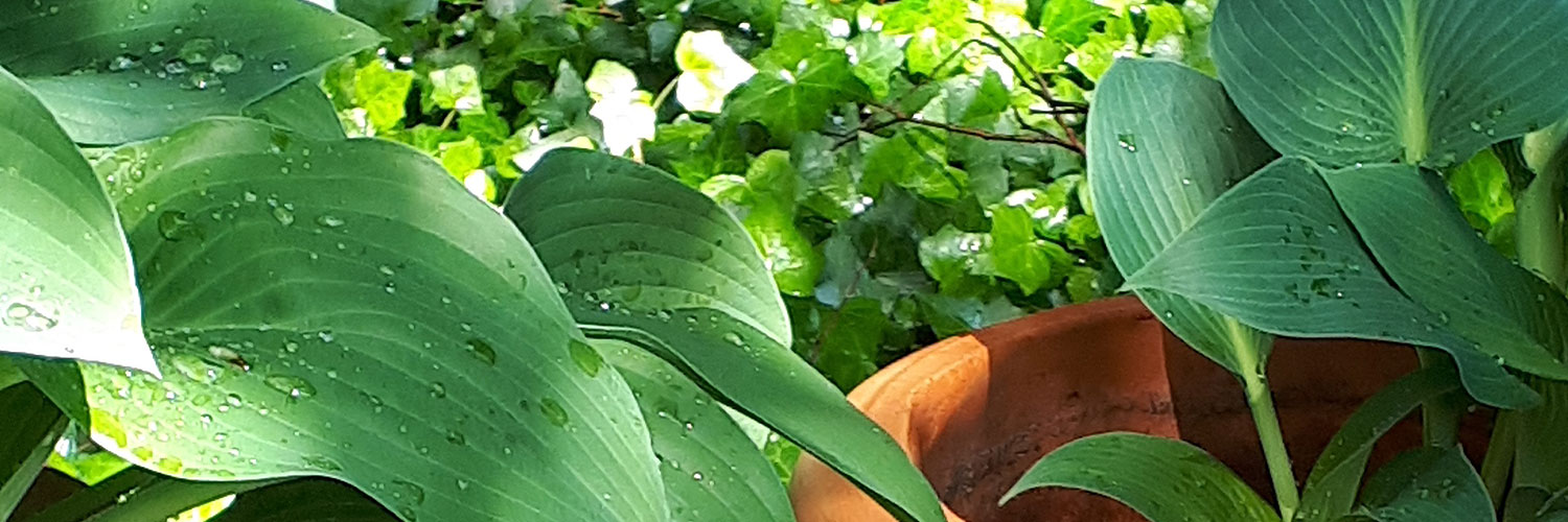 Endlich wieder Regen