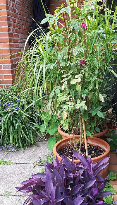 Urbaner Garten