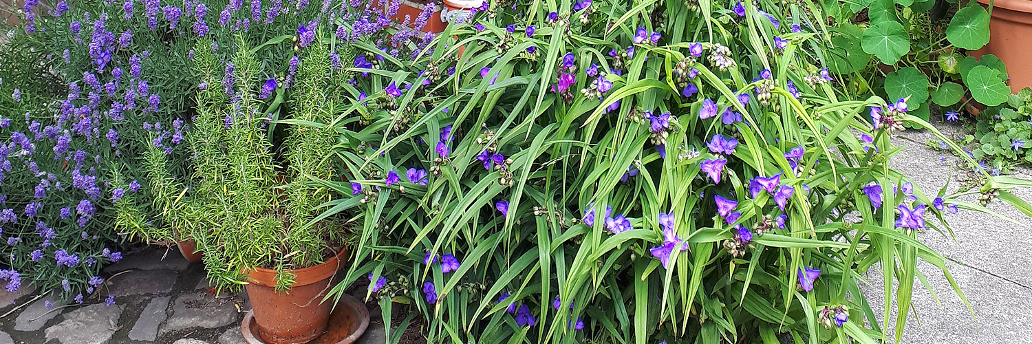 Urbaner Garten