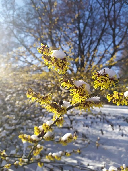 Schnee in Hamburg