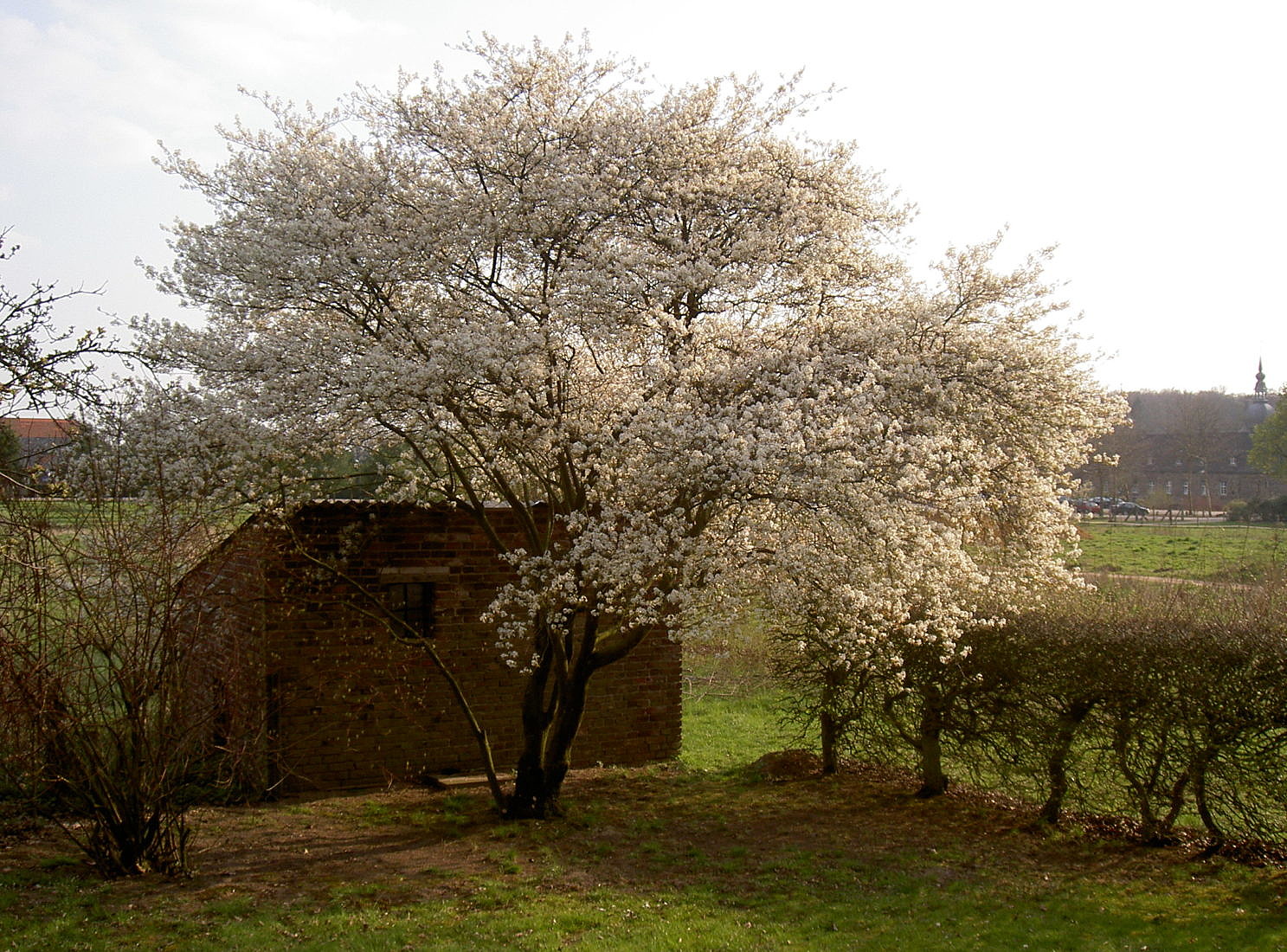 Copper rock pear