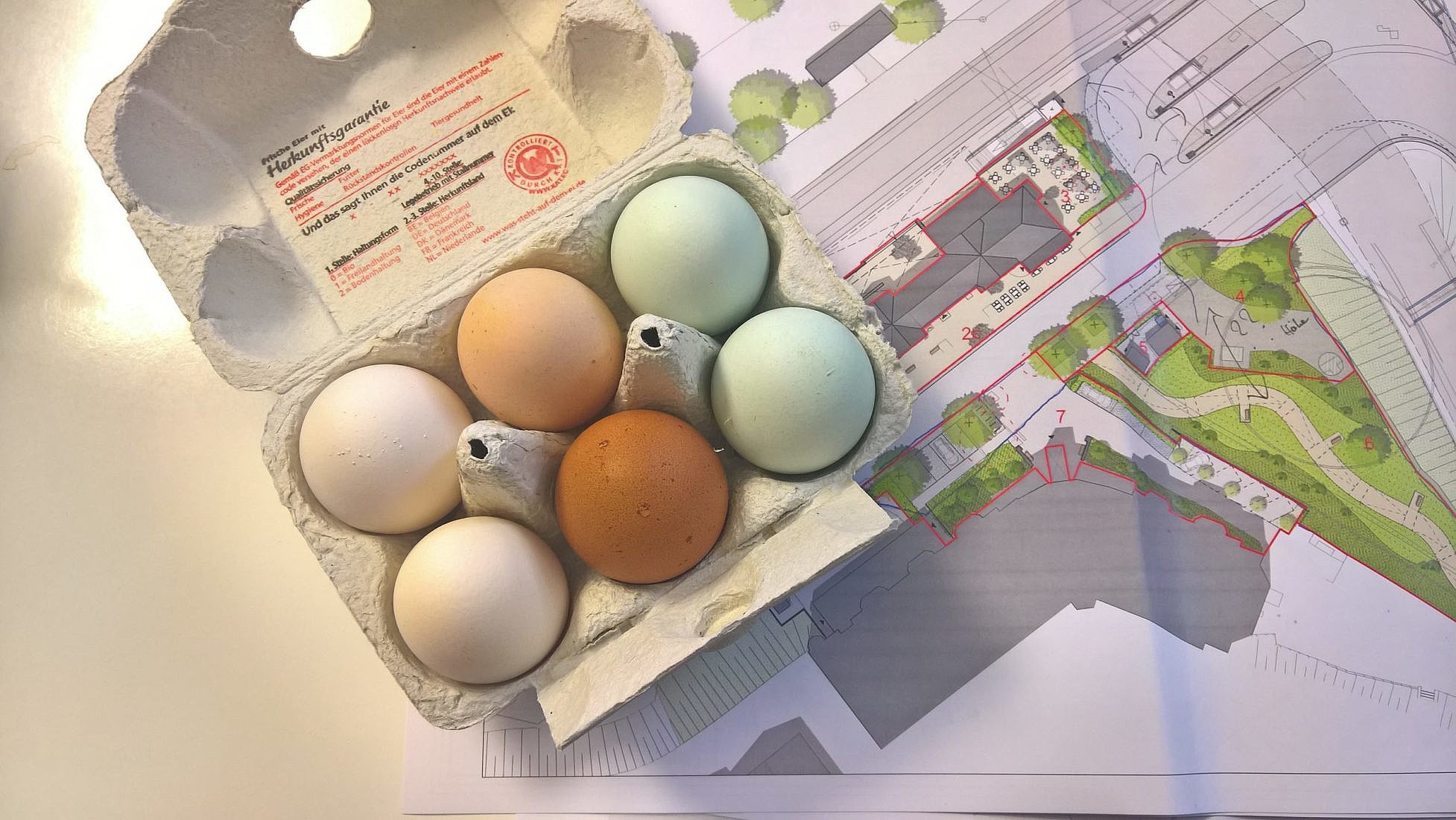 Office chickens