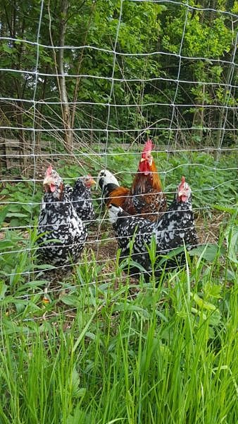 Office chickens