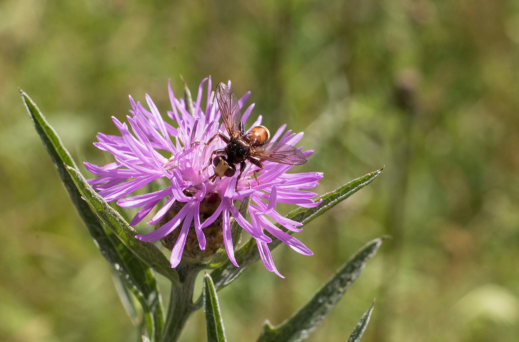 Wildbienenhelfer