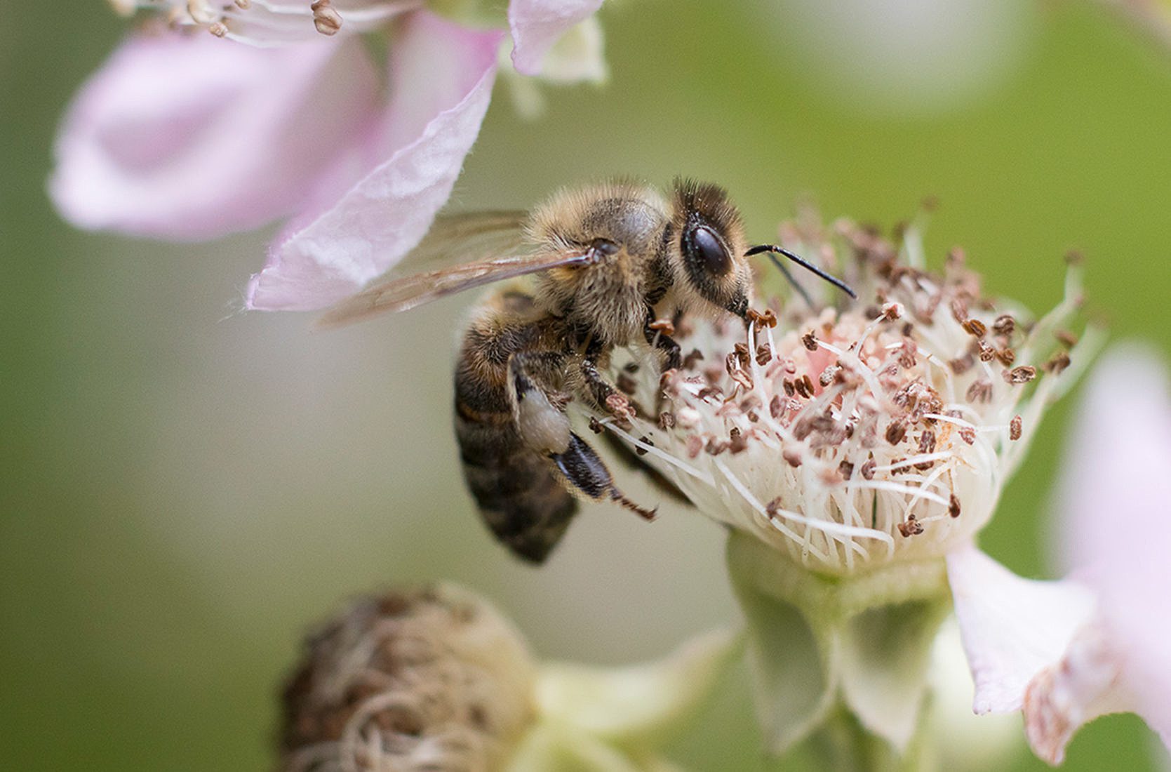 Establish wild bees