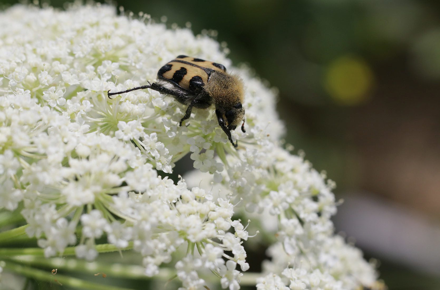 Wildbienenhelfer