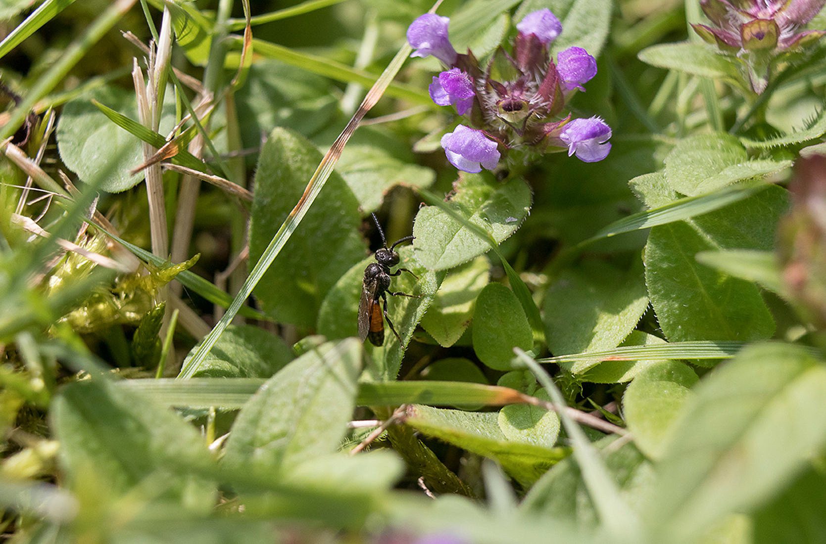 Wildbienenhelfer