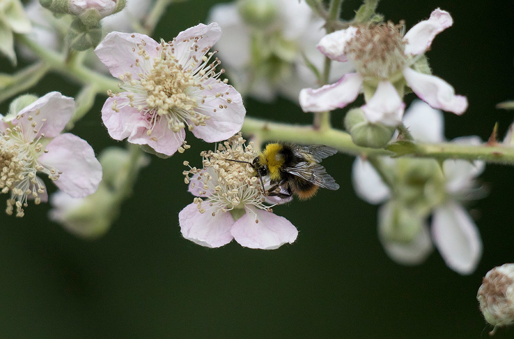 Wildbienenhelfer