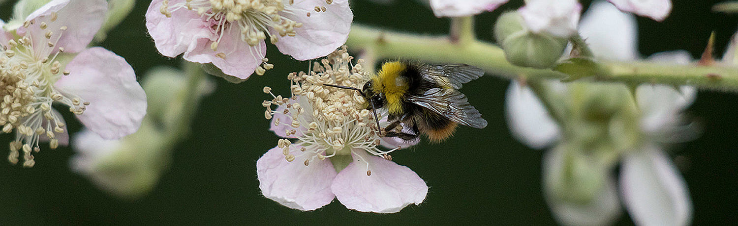 Wildbienenhelfer