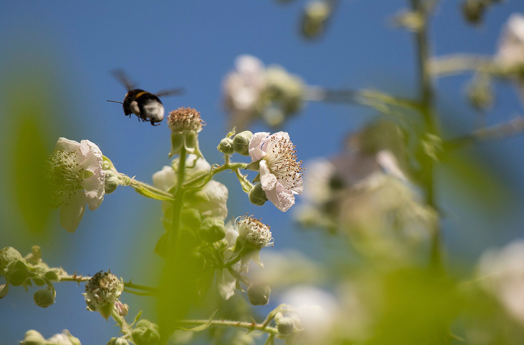 Wildbienenhelfer