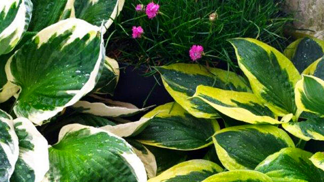 Schönheit von Funkien