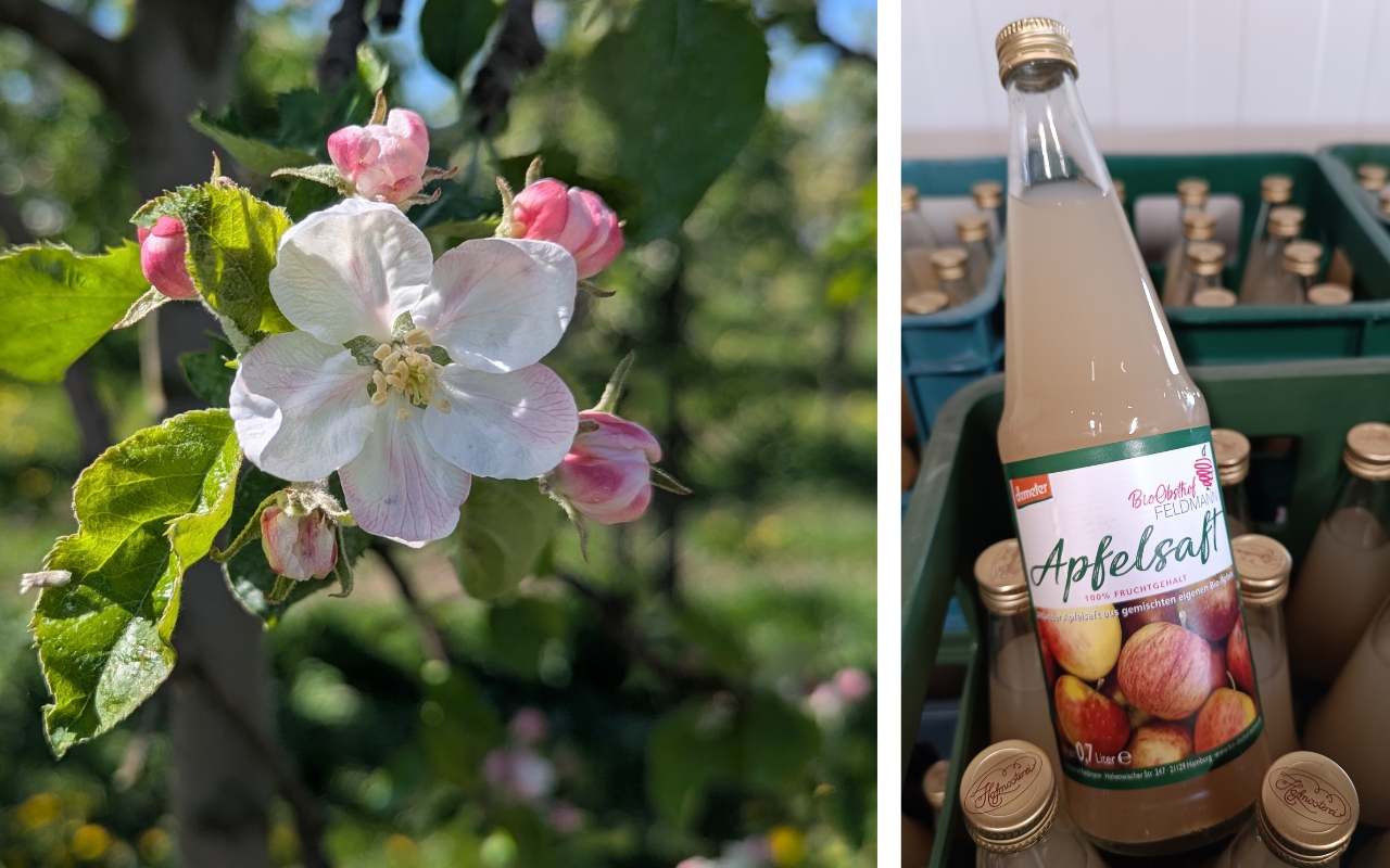 Apfelblüte und naturtrüber Bio-Apfelsaft vom Bio-Obsthof Feldmann, Francop im Alten Land – Demeter-zertifiziert, 100% Fruchtsaft aus eigenen Äpfeln