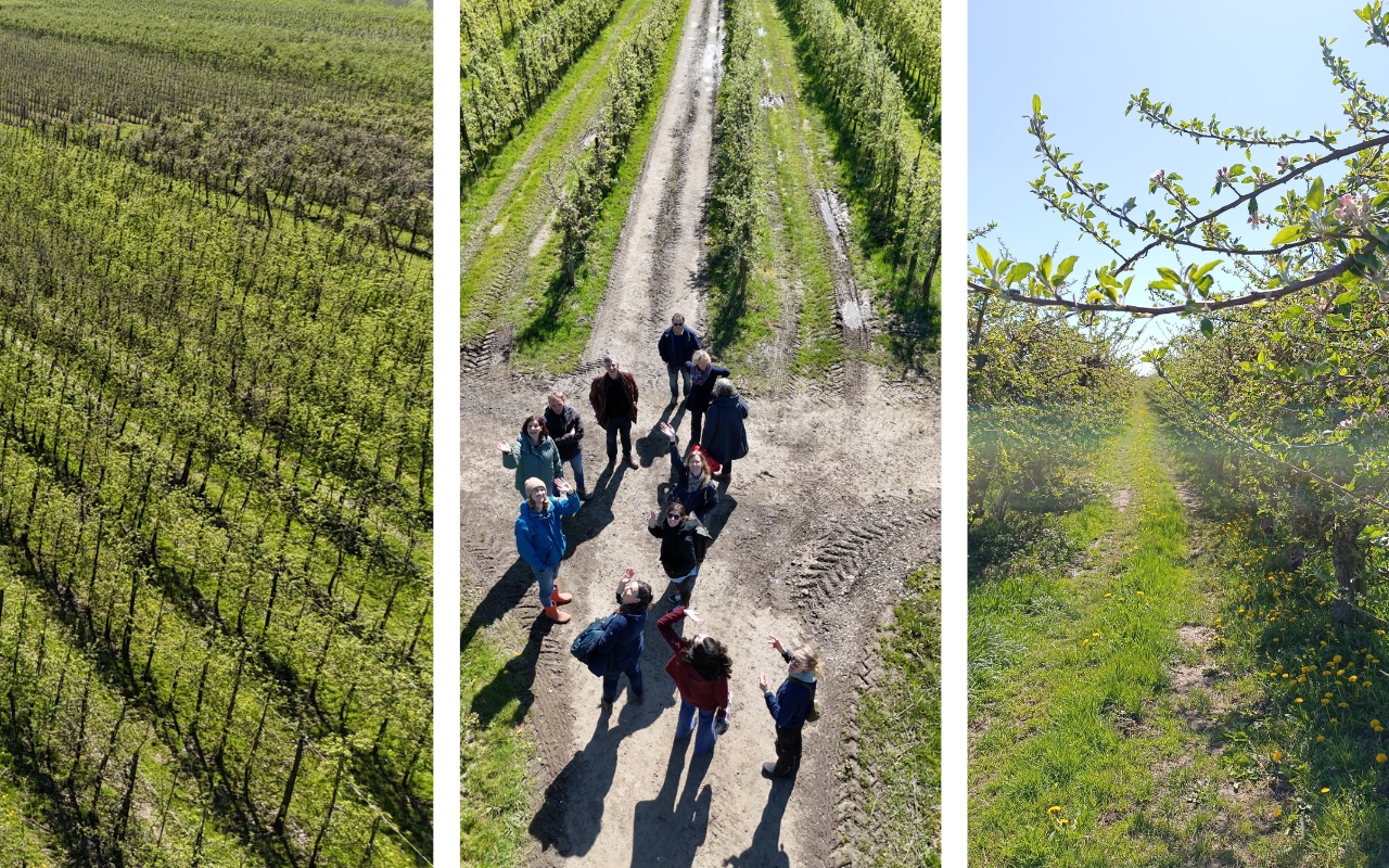 Apfelplantagen und Hofführung auf dem Bio-Obsthof Feldmann im Alten Land – Draufsicht auf das Team von Munder + Erzepky zwischen den Baumreihen, Francop Hamburg