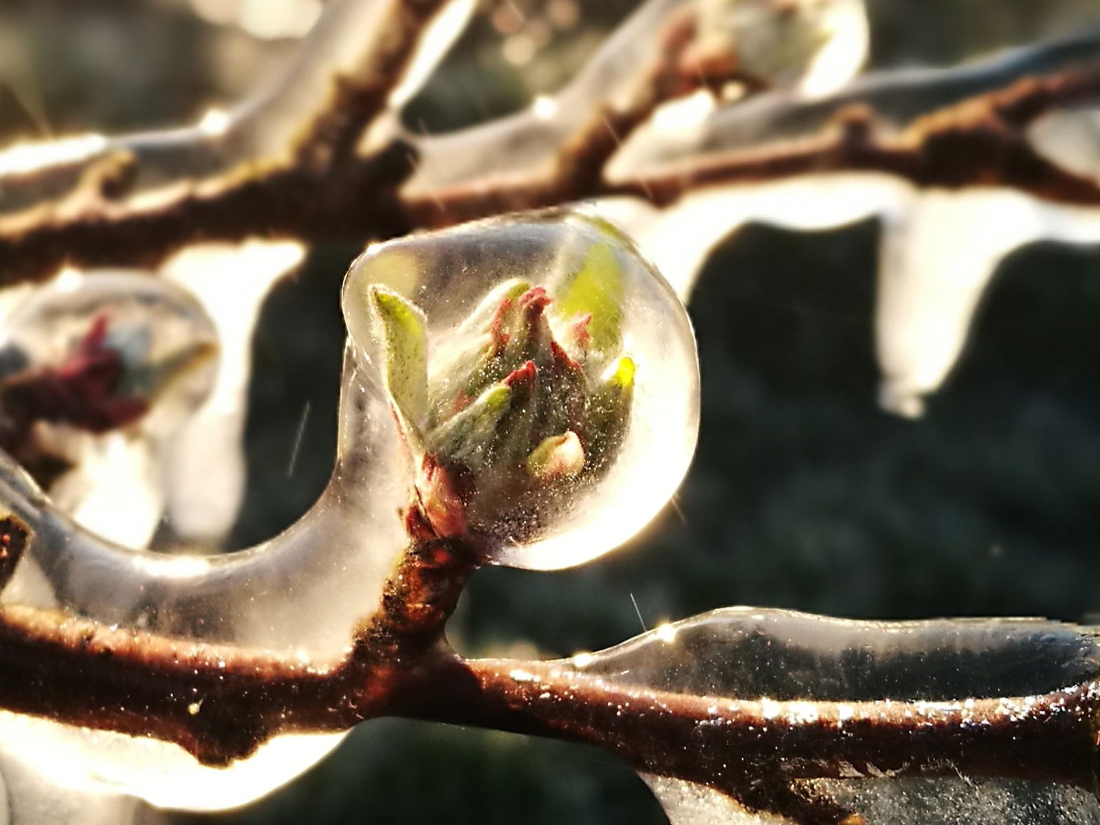 Frostschutz durch Eispanzer: Apfelblüten des Bio-Obsthofs Feldmann mit Schutzeis überzogen – Temperatur bleibt knapp über null Grad